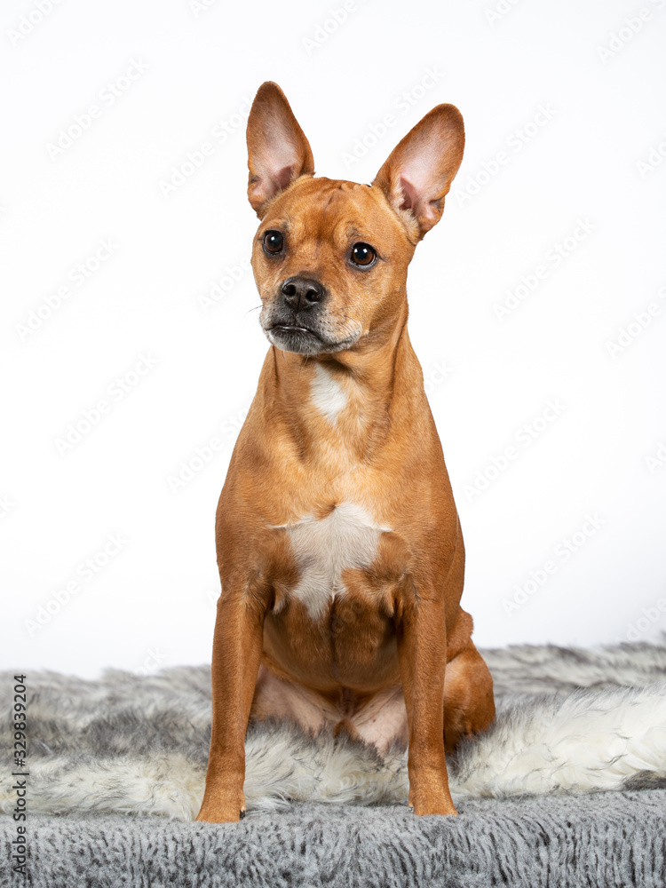 Brown dog portrait in a studio with white background.