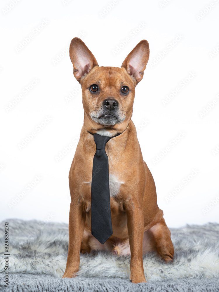 Brown dog wearing a dog tie. Funny portrait in a studio with white background.
