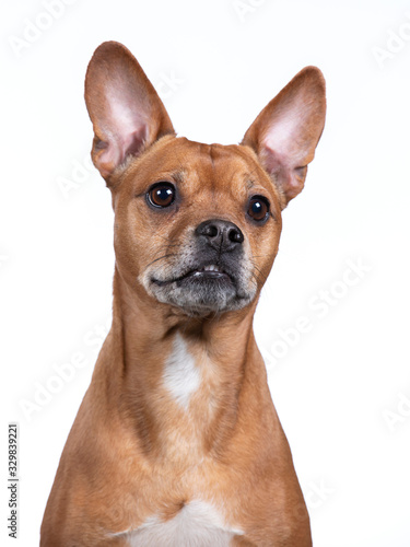 Brown dog portrait in a studio with white background.