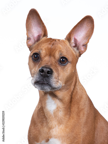 Brown dog portrait in a studio with white background.