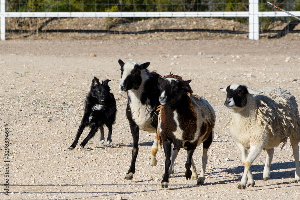 Black border collie herding sheep Black border collie herding sheep