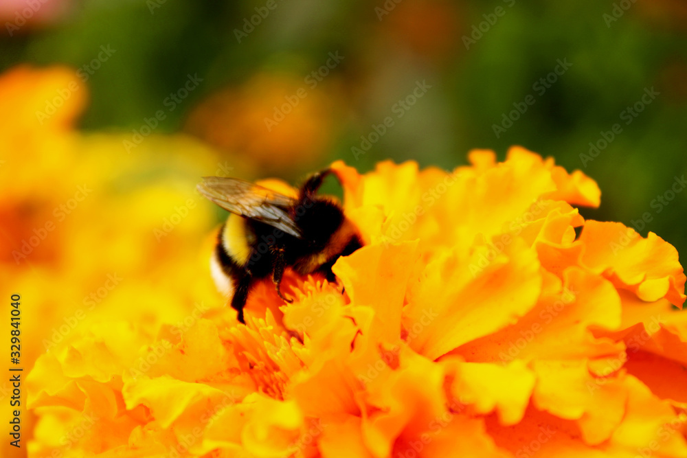 Close-up of a bumblebee on a yellow flower in a summer garden Close-up of a bumblebee on a yellow flower in a summer garden