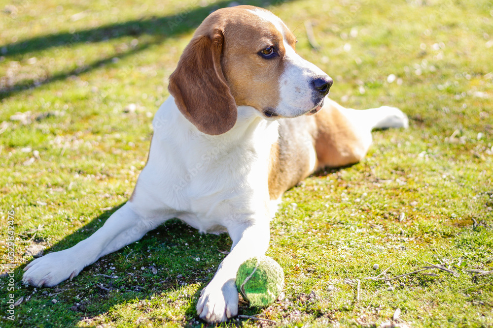 Young tricolor beagle, resting on the grass during a sunny day next to his ball after playing with it