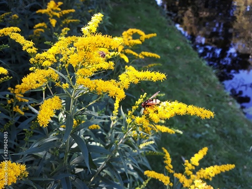 Yellow flowers of Solidago nemoralis or gray goldenrod, in the garden. It is a species of flowering plant in the aster family, Asteraceae. photo