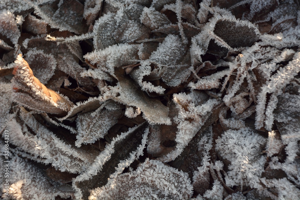 The first autumn frosts, frosty morning. The first autumn frosts, frosty morning.