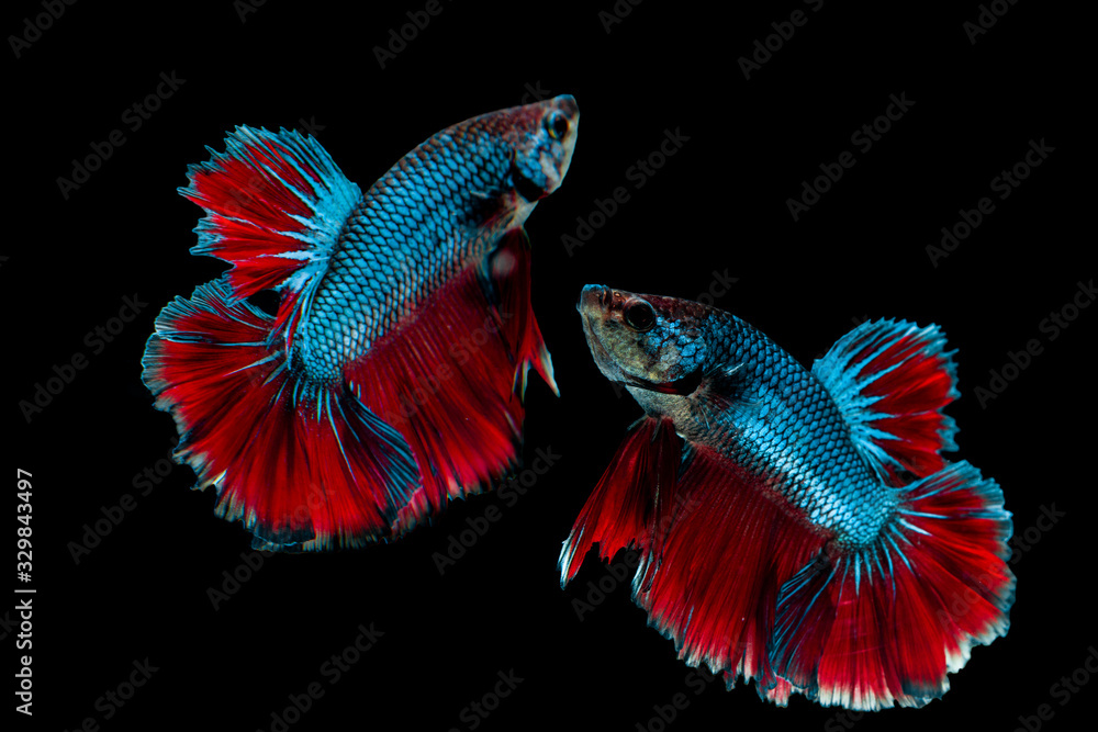Fototapeta premium Multi color Siamese fighting fish(Rosetail),fighting fish,Betta splendens,on black background
