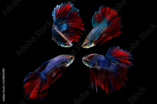Multi color Siamese fighting fish(Rosetail),fighting fish,Betta splendens,on black background © Danykur