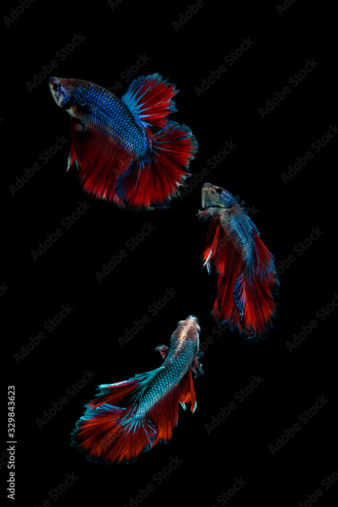 Multi color Siamese fighting fish(Rosetail),fighting fish,Betta splendens,on black background Multi color Siamese fighting fish(Rosetail),fighting fish,Betta splendens,on black background