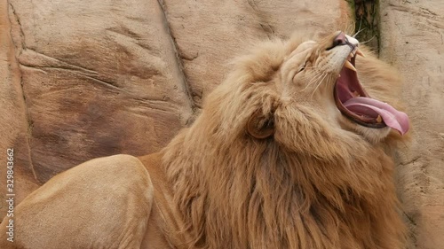 A lion yawns lying on a stone and falls asleep..