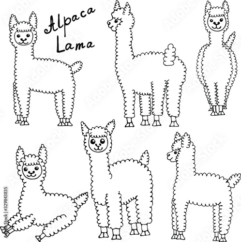 Cute lamas and alpacas. Funny smiling animals isolated on white