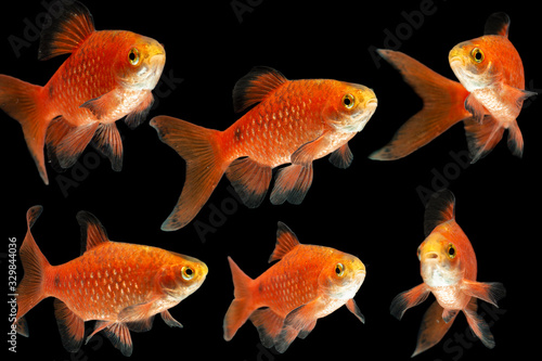 Rosy Barb Pethia conchonius fish isolated on black background