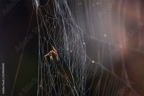 Tiny spider hanging from its web. Extreme close up macro.