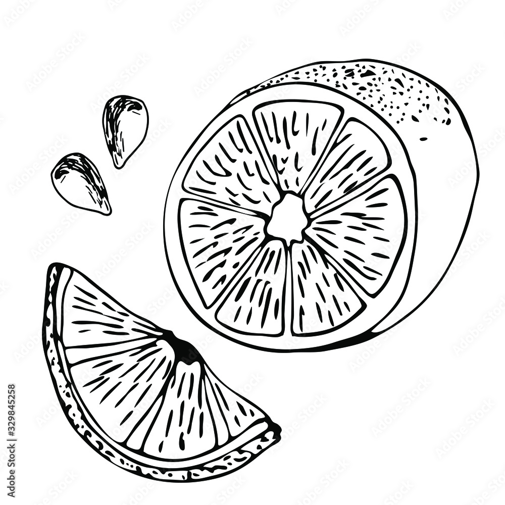 Obraz premium Hand drawn vector illustration - Collections of Lemons. Blossom plant with leaves