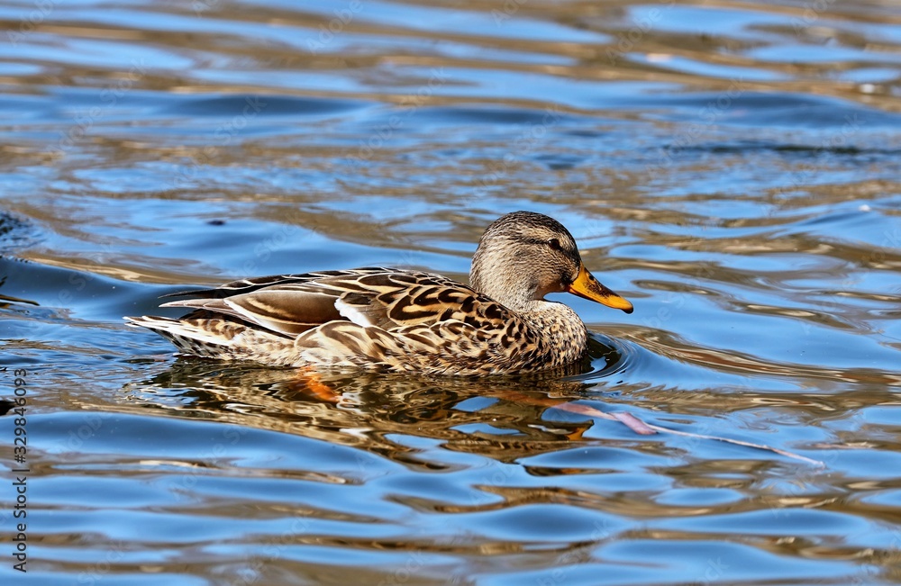 Mallard duck in winter. Natural scene from Wisconsin conservation area. Mallard duck in winter. Natural scene from Wisconsin conservation area.