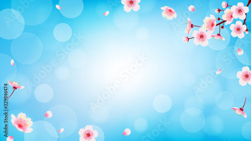 Spring Cherry blossom with falling petals background vector illustration. Sakura branch on blue bokeh background