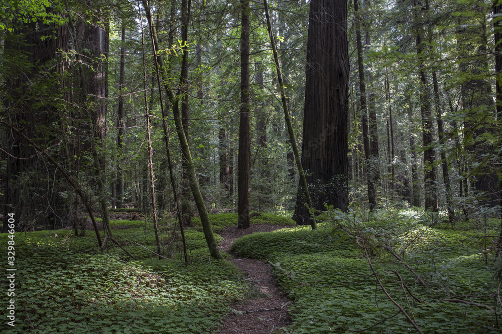 The Redwoods The Redwoods