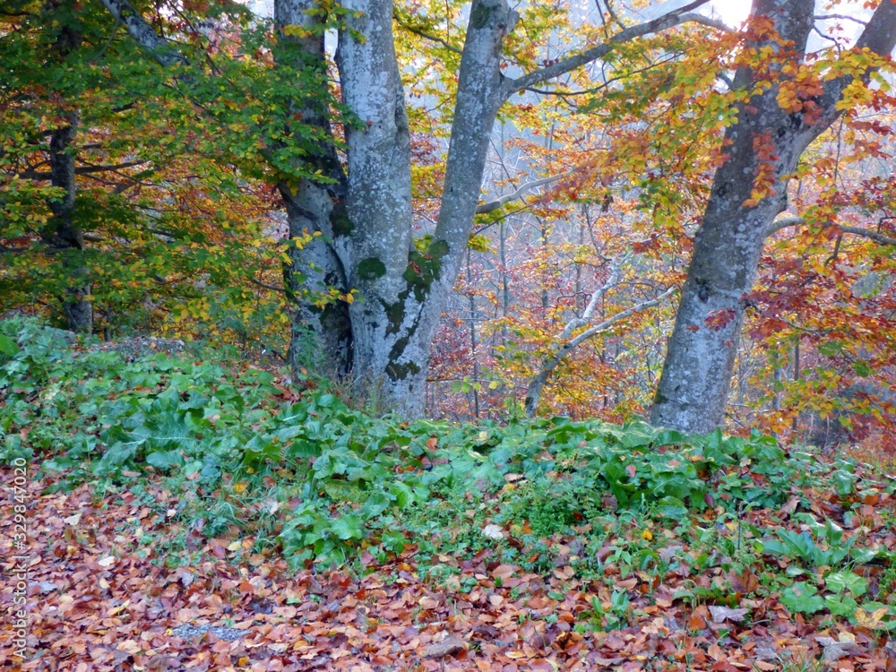 forest forest