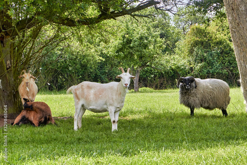 Fototapeta premium 4 goats under green trees in the shade