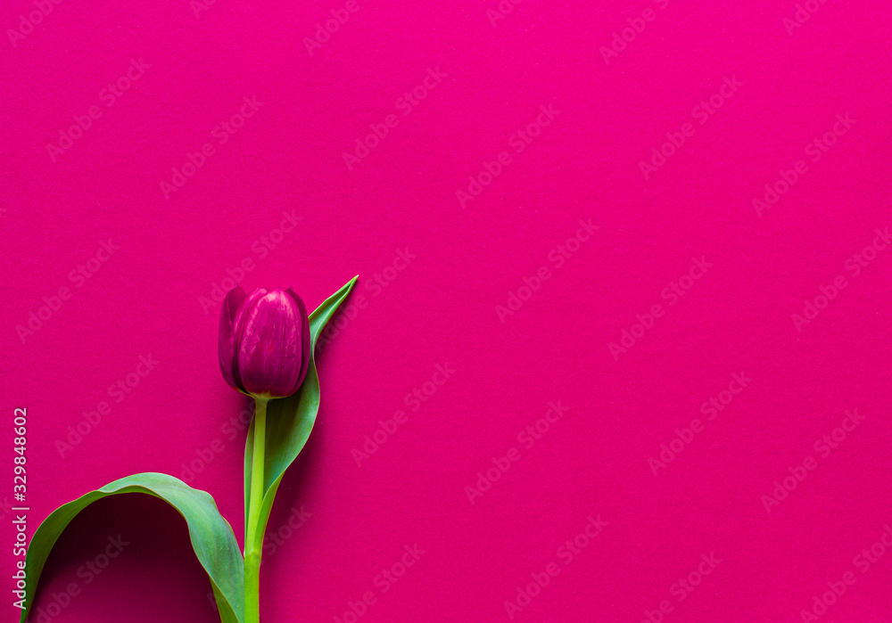 Fototapeta premium Swieze kwiaty. Tulipan na czerwonym tle. Dojrzale kwiaty. Wyizolowane z tla. Pojedynczy kwiat. Swieza roslinnosc.