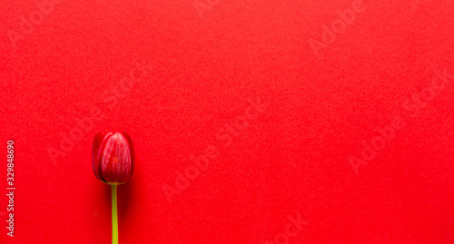 Swieze kwiaty. Tulipan na czerwonym tle. Dojrzale kwiaty. Wyizolowane z tla. Pojedynczy kwiat. Swieza roslinnosc.