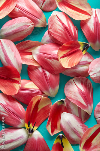 Tulip petals pattern on a blue colorful background viewed from above. Top view