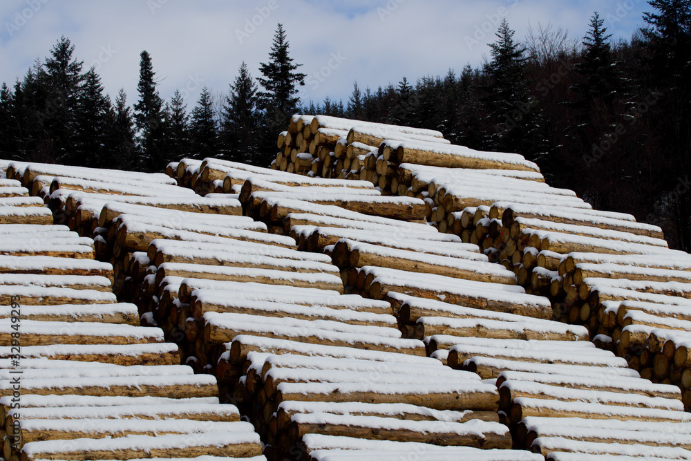 Fototapeta premium Snow covered wooden logs