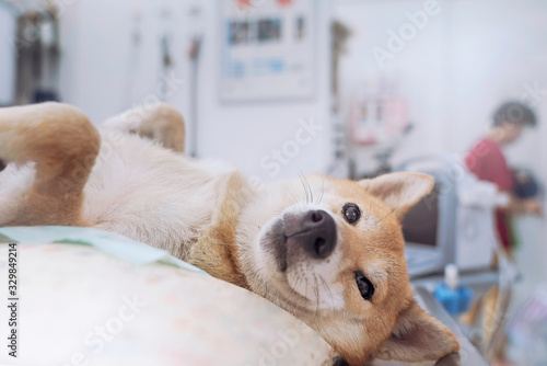 Veterinary concept. The Shiba Inu dog is waiting for the doctor in the ultrasound examination room. Veterinarian doing ultrasound and analyze healthy of animal. photo