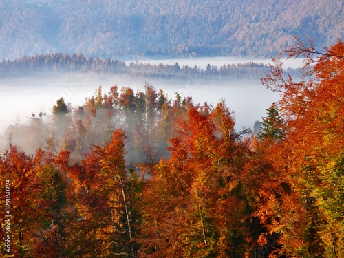 Wallpaper Mural forest Torontodigital.ca