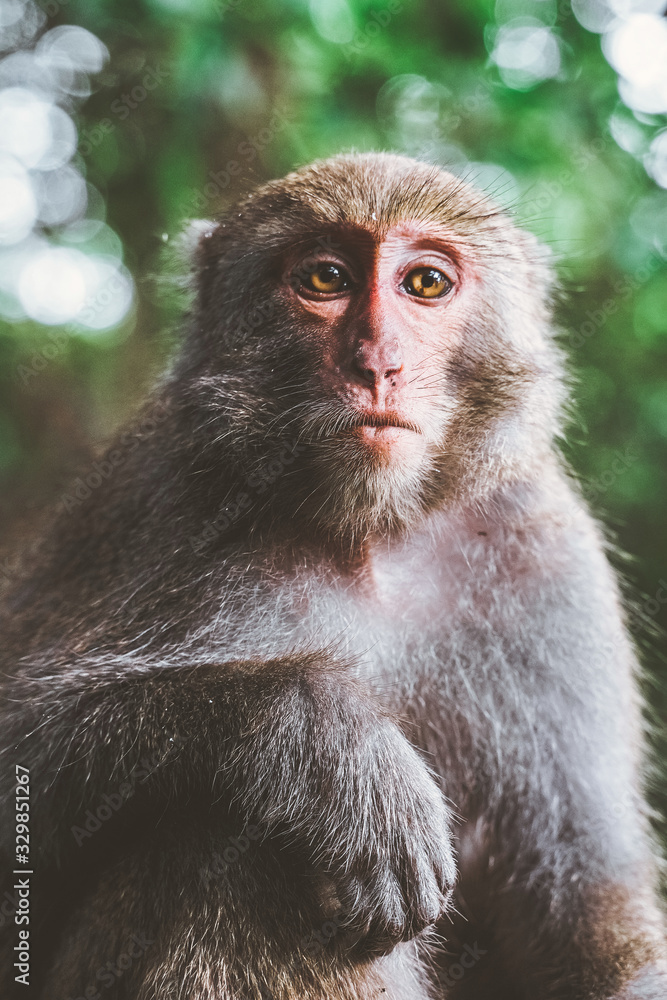 A Formosan macaque in mountains of Kaohsiung city, Taiwan, also called Macaca cyclopis A Formosan macaque in mountains of Kaohsiung city, Taiwan, also called Macaca cyclopis