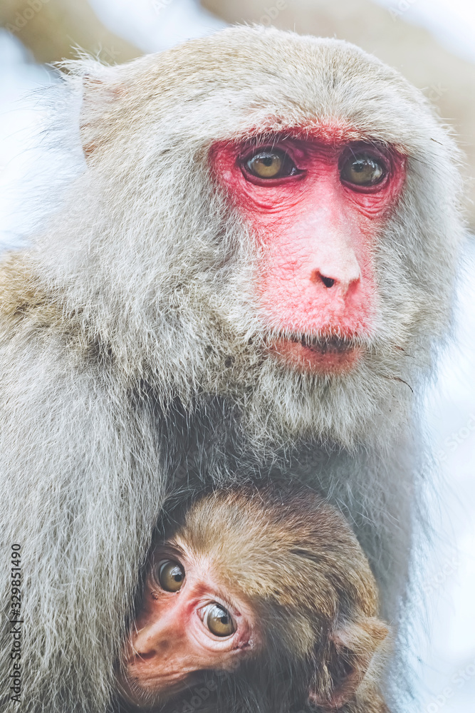 Fototapeta premium A Formosan macaque in mountains of Kaohsiung city, Taiwan, also called Macaca cyclopis