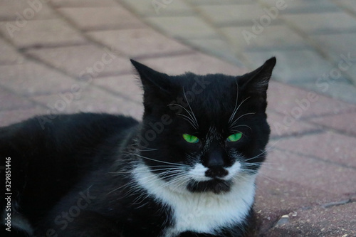 Black and white street cat lying on tile.