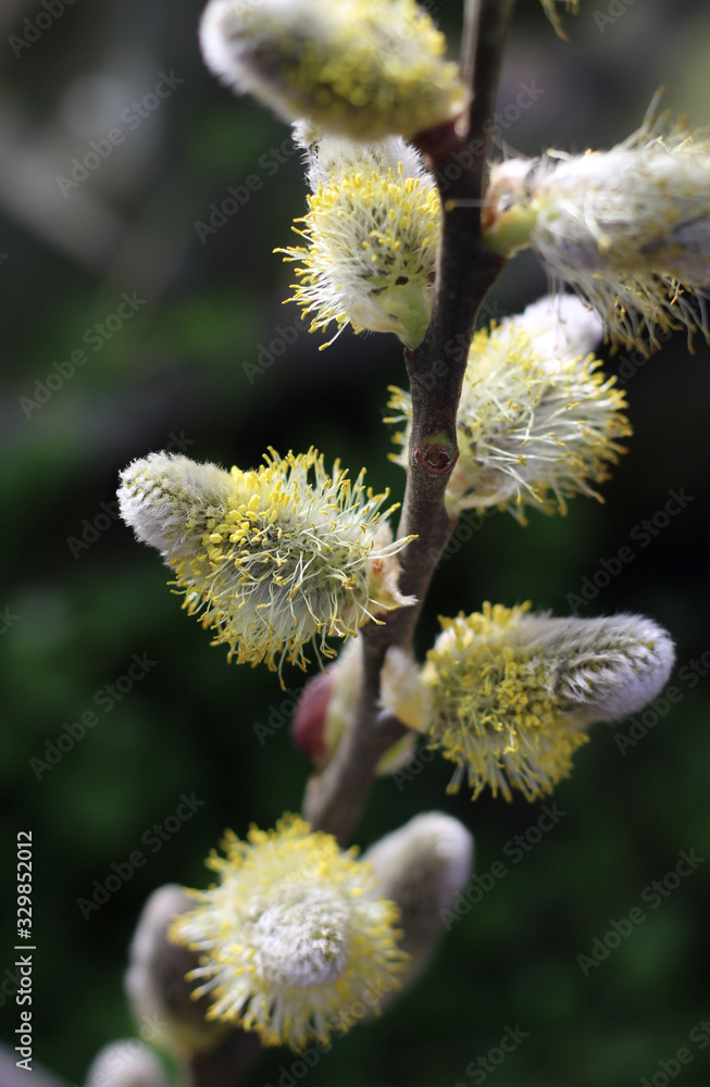 Close up image of Pussy Willow catkins (Salix caprea), sunlit against a dark natural background. Close up image of Pussy Willow catkins (Salix caprea), sunlit against a dark natural background.