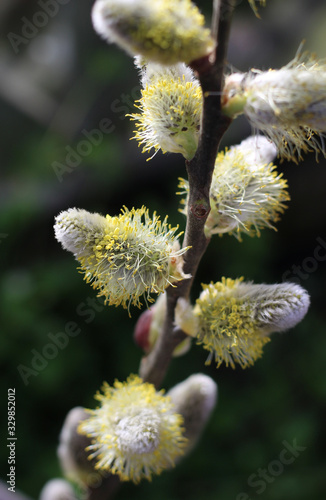 Close up image of  Pussy Willow catkins  Salix caprea   sunlit against a dark natural background.