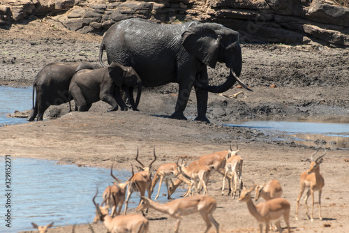 Eléphant d'Afrique, Loxodonta africana, Impala,Aepyceros melampus, Parc national Kruger, Afrique du Sud © JAG IMAGES