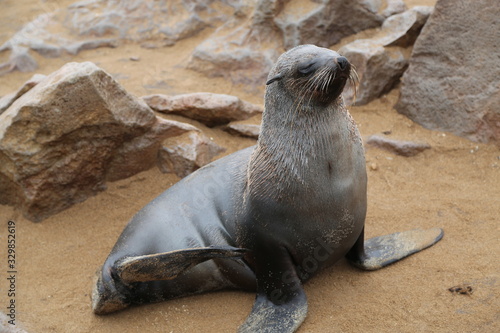 Sea lion of Cape Cross in Namibia