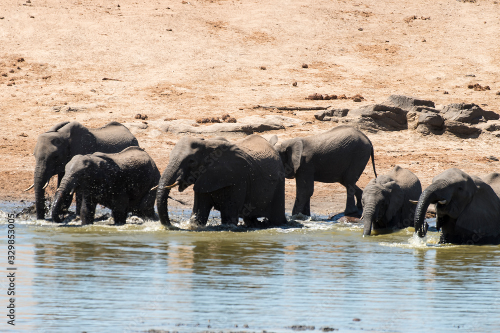Eléphant d'Afrique, Loxodonta africana, Parc national Kruger, Afrique du Sud