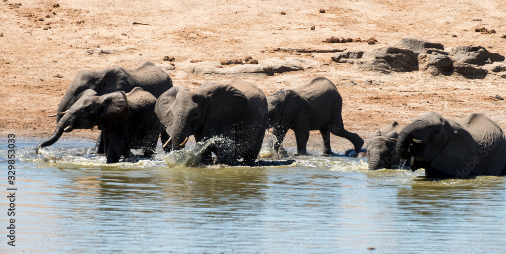 Eléphant d'Afrique, Loxodonta africana, Parc national Kruger, Afrique du Sud Eléphant d'Afrique, Loxodonta africana, Parc national Kruger, Afrique du Sud
