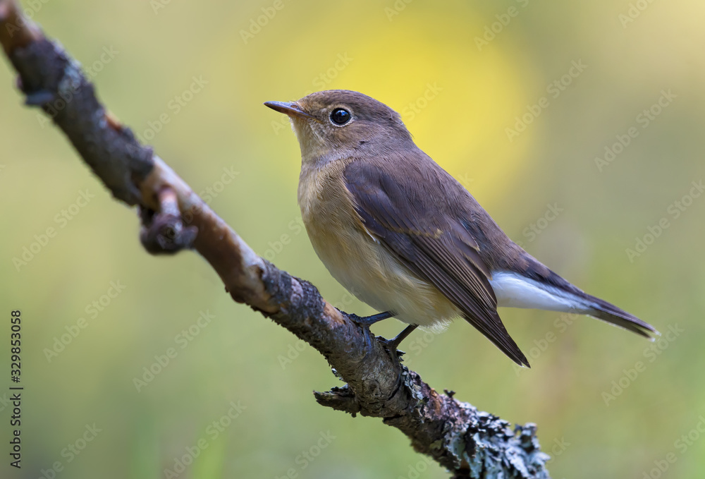 Young female Red-breasted flycatcher (ficedula parva) full body graceful posing on small branch with clean background Young female Red-breasted flycatcher (ficedula parva) full body graceful posing on small branch with clean background