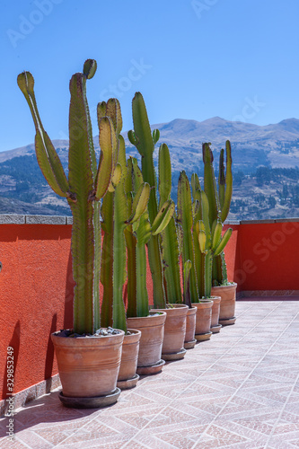 Cactus on rooftop. Huaraz Peru Andes. Callejón de Huaylas valley. Ancash Region photo