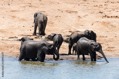 El  phant d Afrique  Loxodonta africana  Parc national Kruger  Afrique du Sud