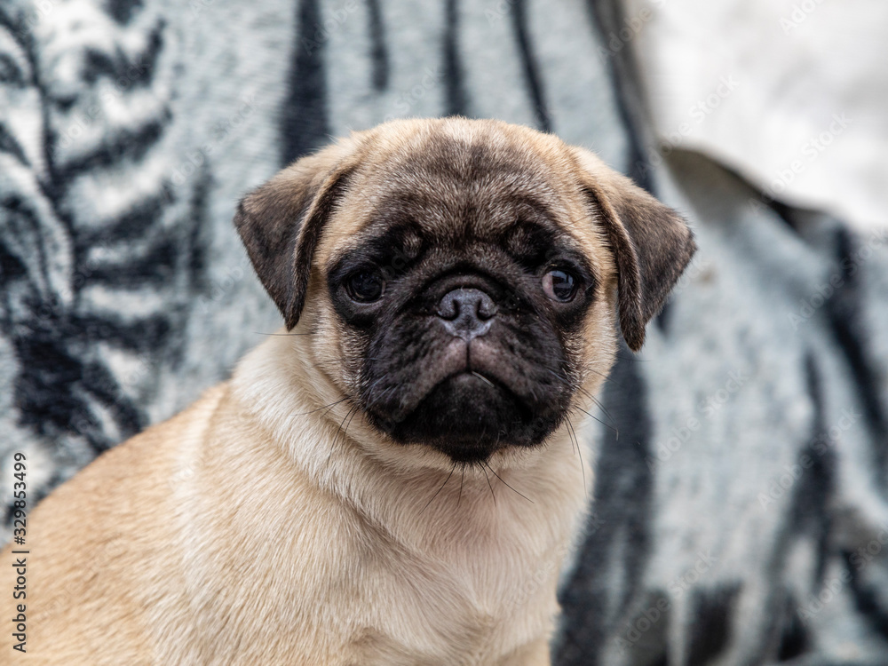 Closeup on pug dog, baby with big eyes