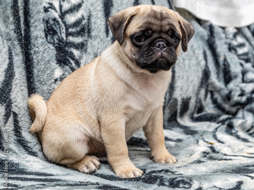 Fototapeta Naklejka Na Ścianę i Meble -  Cute pug puppy sitting on sofa