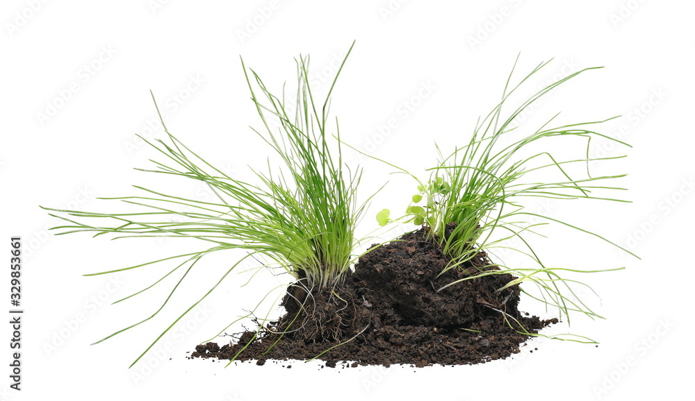 Spring young green grass with dirt isolated on white background and texture, clipping path Spring young green grass with dirt isolated on white background and texture, clipping path