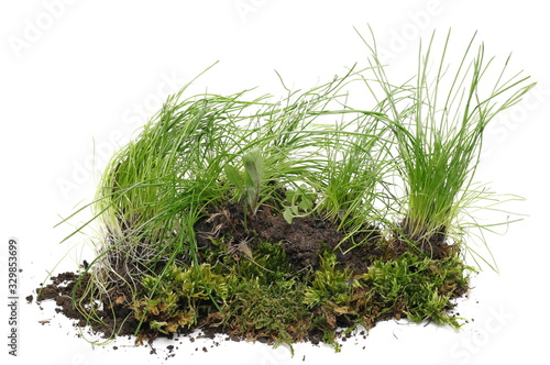 Spring young green grass with dirt isolated on white background and texture, clipping path