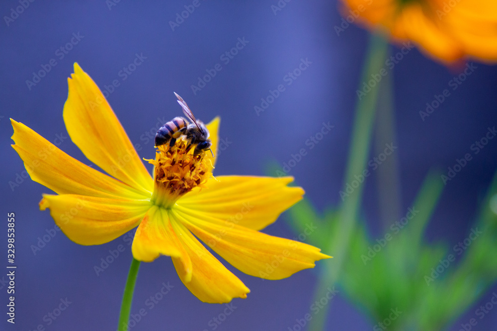 A bee pollinating a yellow flower A bee pollinating a yellow flower
