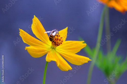 A bee pollinating a yellow flower © Athos