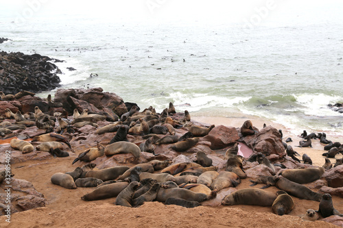 The sea lions colony of Cape Cross in Namibia