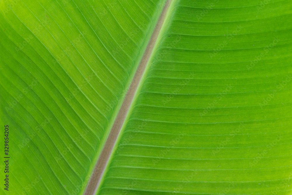 Close-up of banana leaf. Close-up of banana leaf.