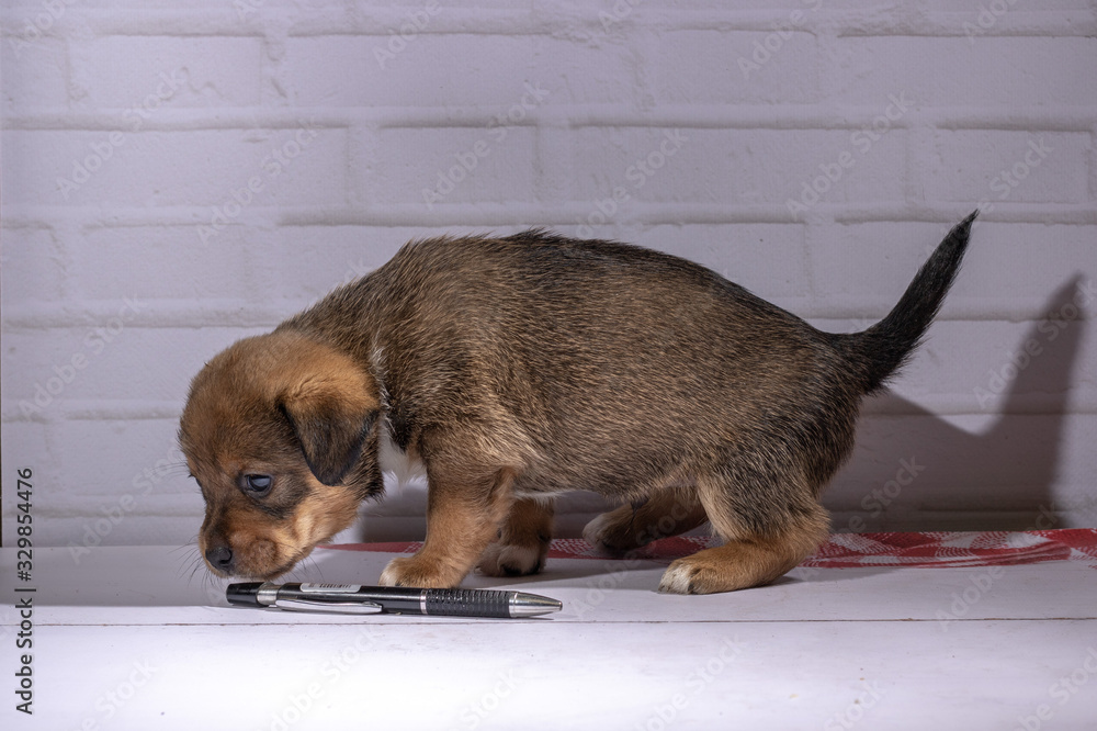 small puppy sits on floor small puppy sits on floor
