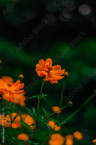 Flores del campo